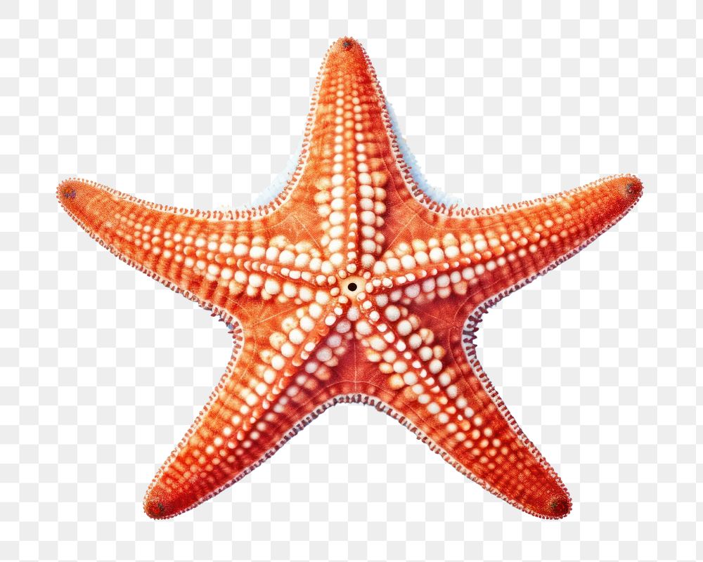 Starfish invertebrate echinoderm shellfish. AI generated Image by rawpixel.