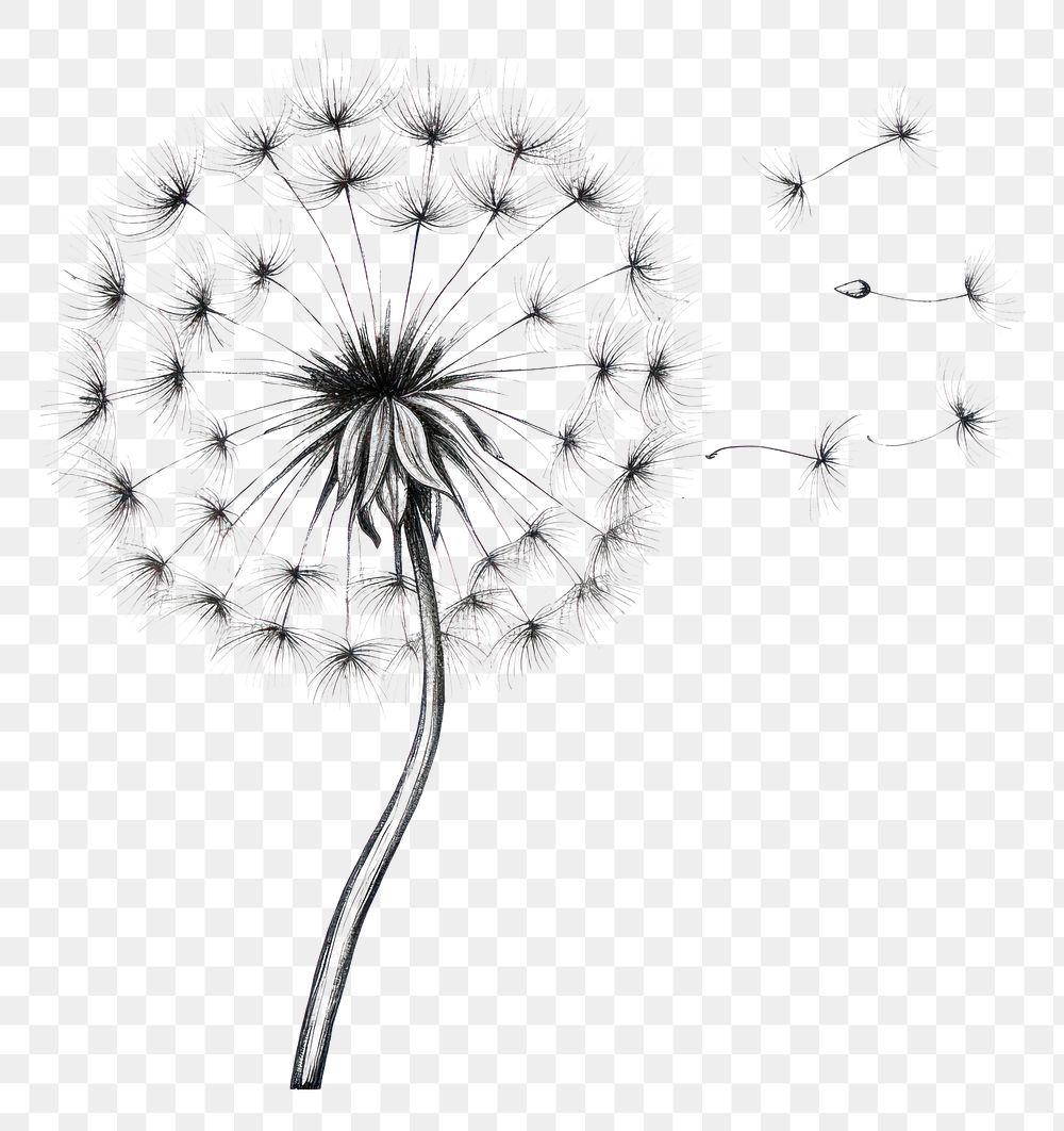 PNG Dandelion flower plant monochrome. AI generated Image by rawpixel.