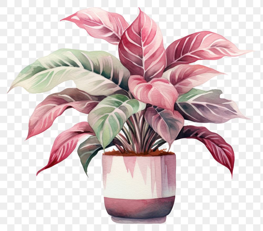 PNG Plant houseplant leaf creativity. AI generated Image by rawpixel.