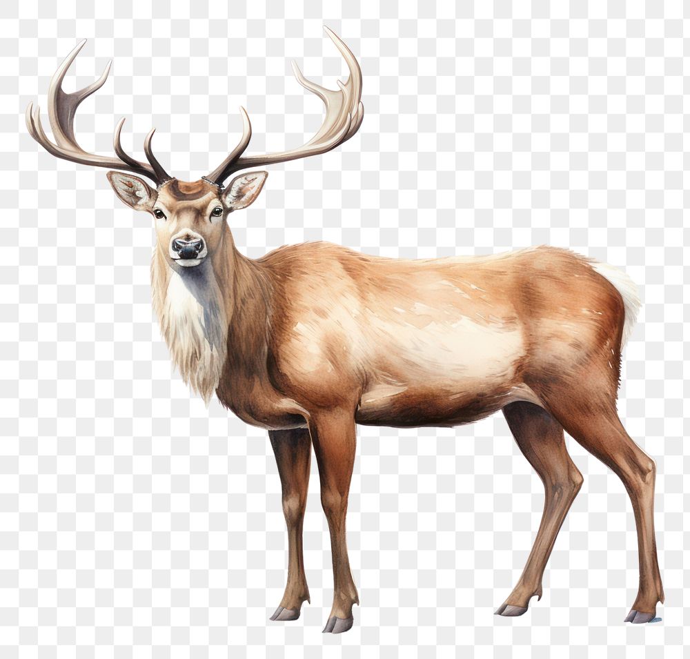 PNG Wildlife animal mammal deer. AI generated Image by rawpixel.