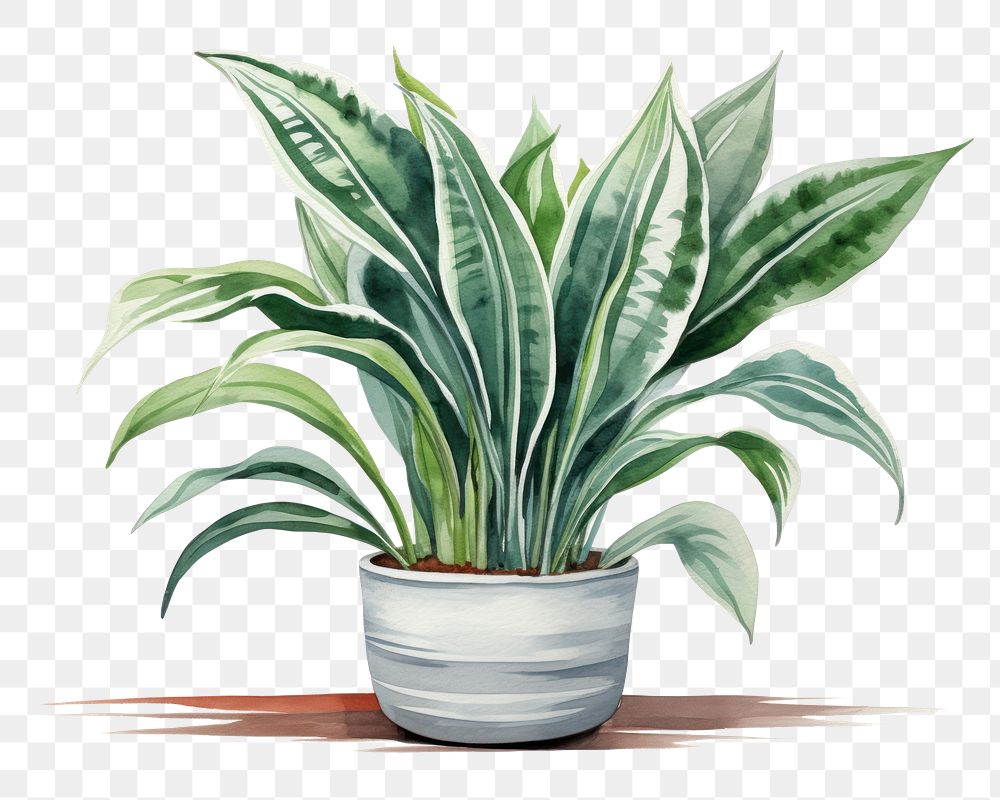 PNG Plant leaf houseplant freshness. 