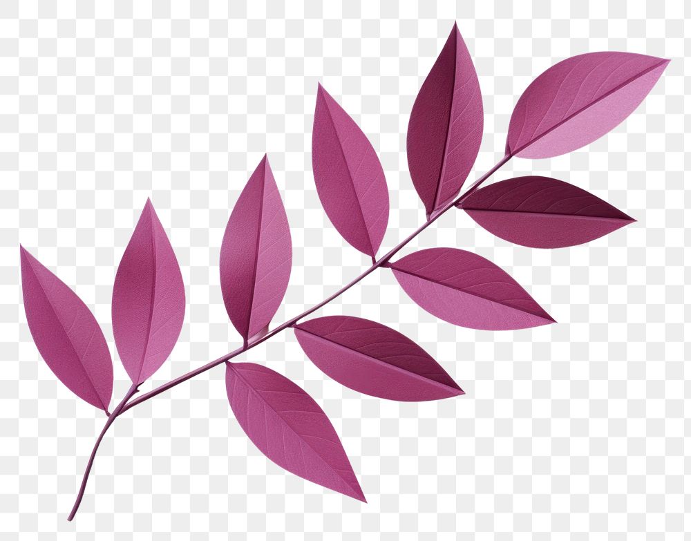 PNG Plant leaf freshness blossom. AI generated Image by rawpixel.