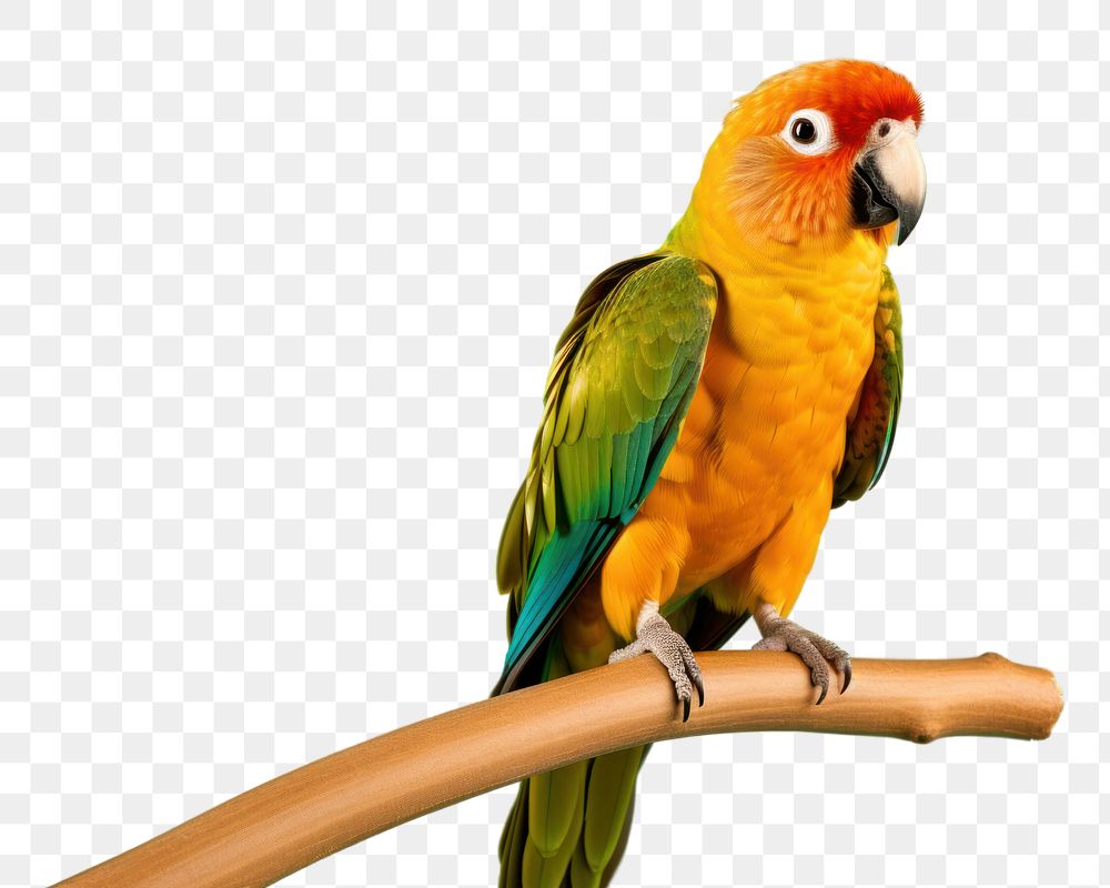 PNG Bird parrot animal lovebird. AI generated Image by rawpixel.