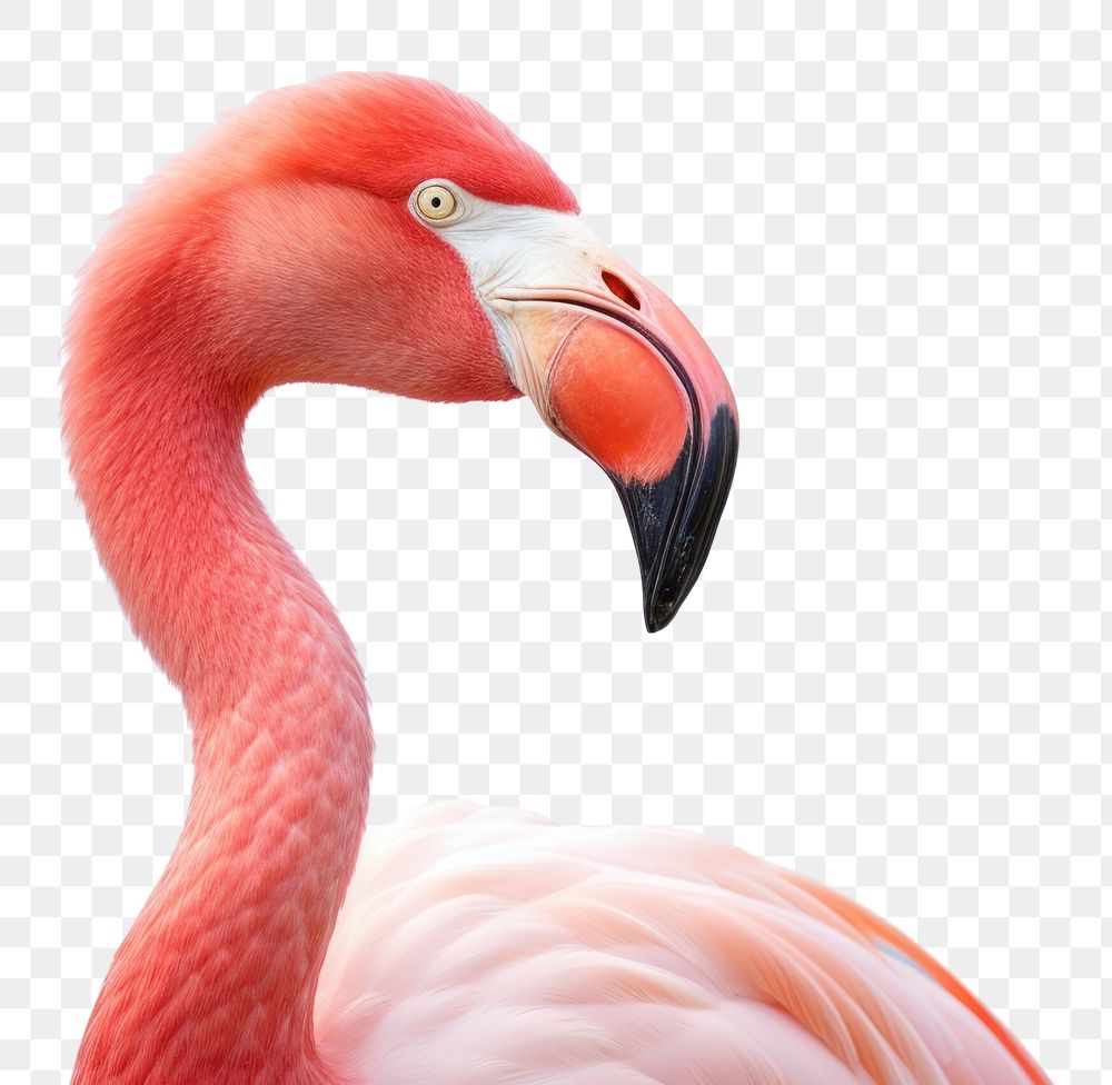 PNG Flamingo animal beak bird