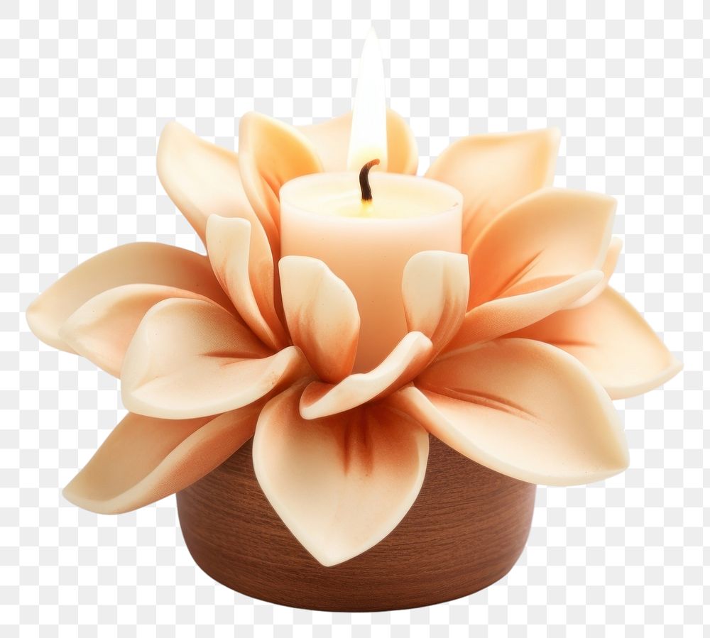 PNG Flower candle plant celebration. AI generated Image by rawpixel.