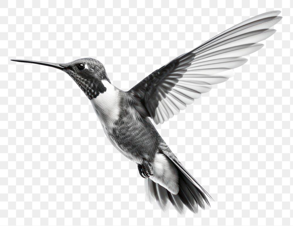 PNG Hummingbird animal flying monochrome. AI generated Image by rawpixel.