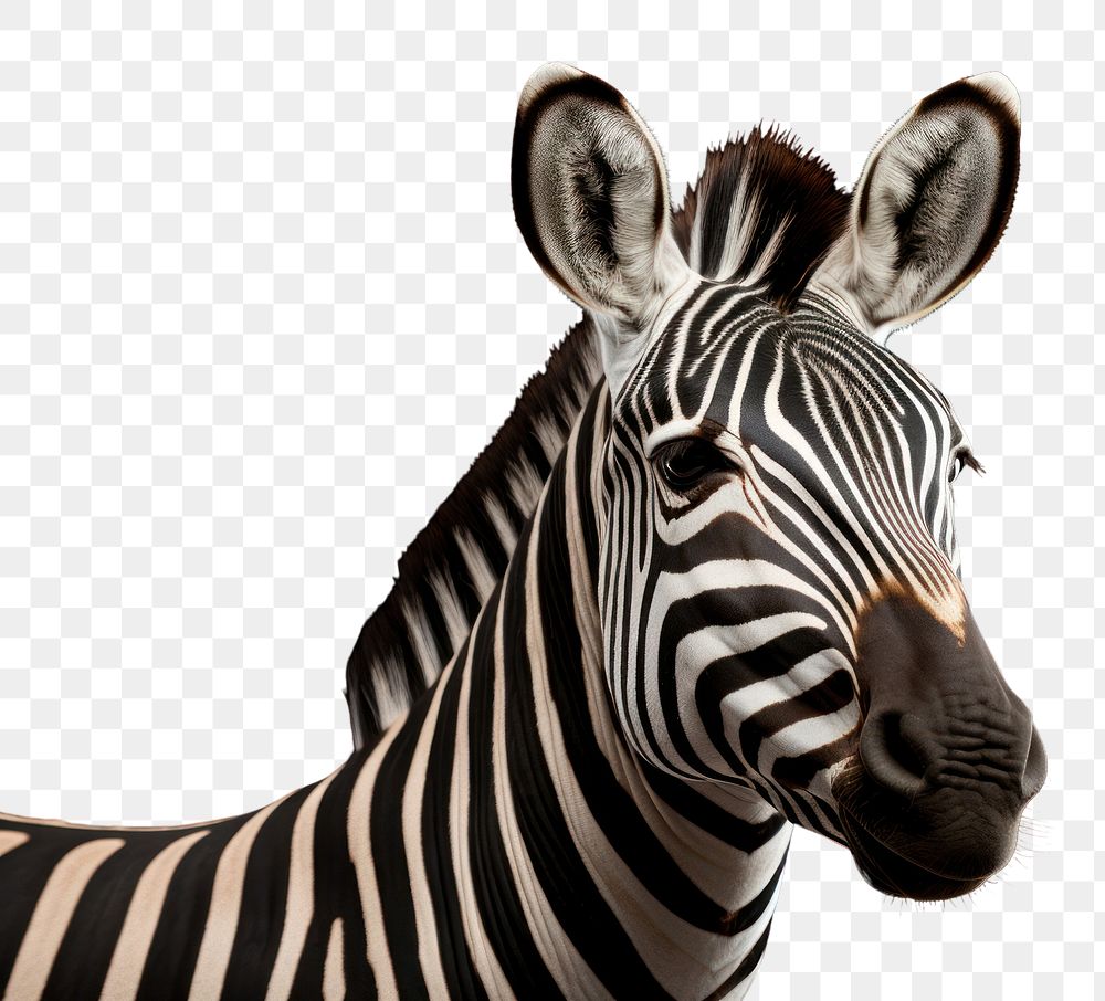 PNG Zebra wildlife animal mammal. 