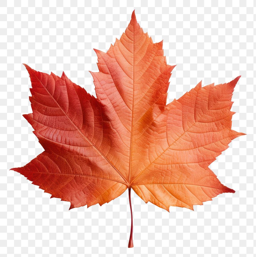 PNG Maple plant leaf tree. AI generated Image by rawpixel.