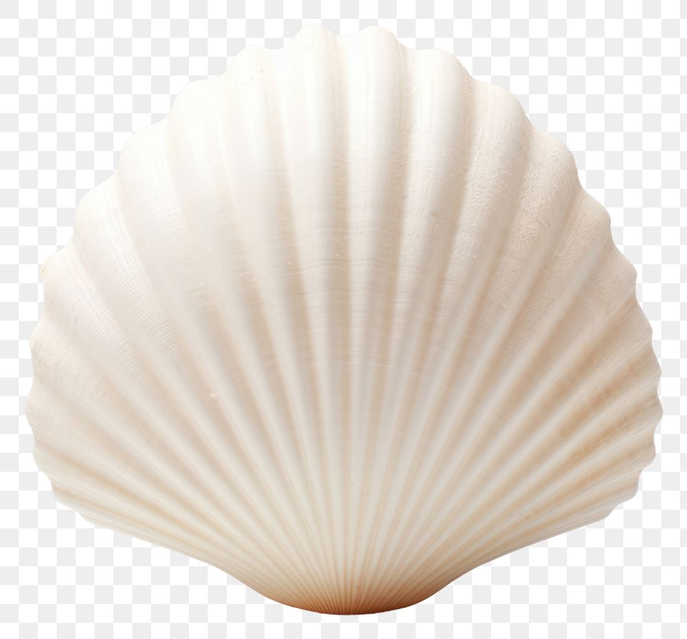 PNG Seashell clam white background invertebrate. AI generated Image by rawpixel.