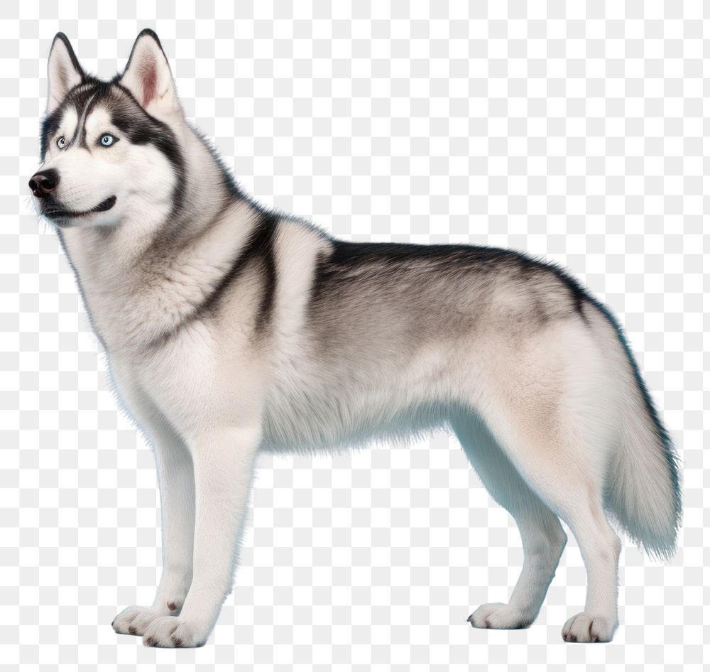 PNG Dog mammal animal husky. AI generated Image by rawpixel.