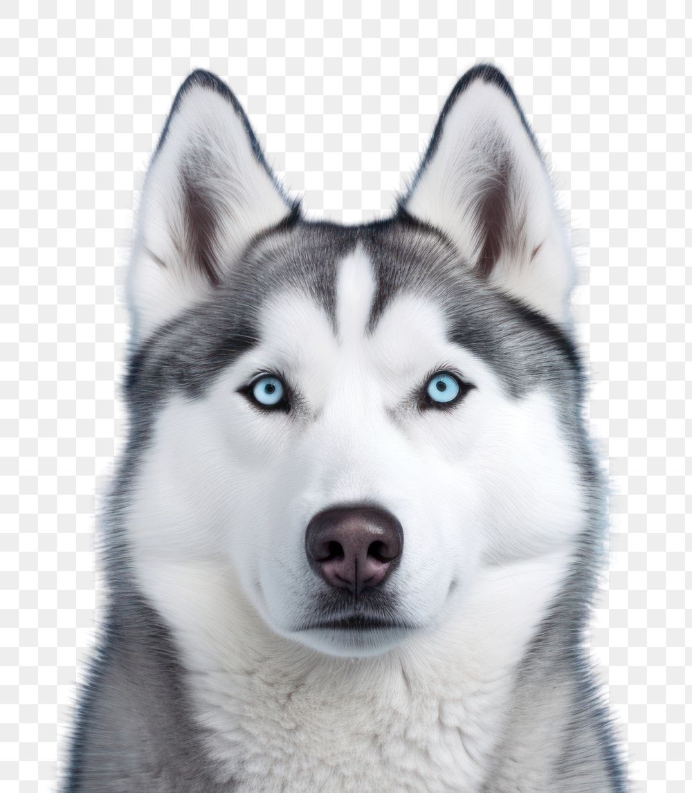PNG Dog mammal animal husky. AI generated Image by rawpixel.