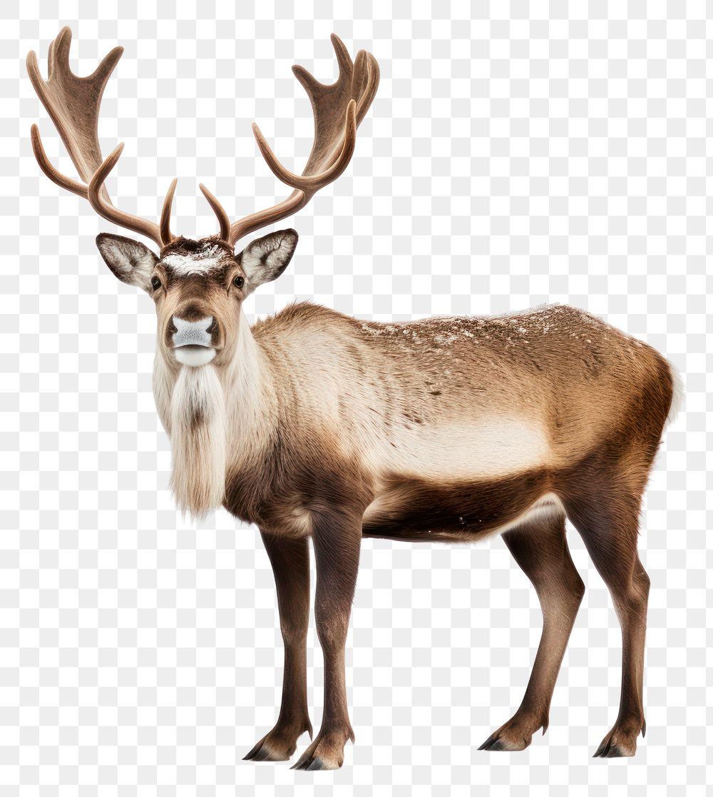 PNG Wildlife antler animal mammal. AI generated Image by rawpixel.