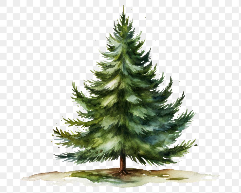 PNG Tree christmas plant pine. AI generated Image by rawpixel.