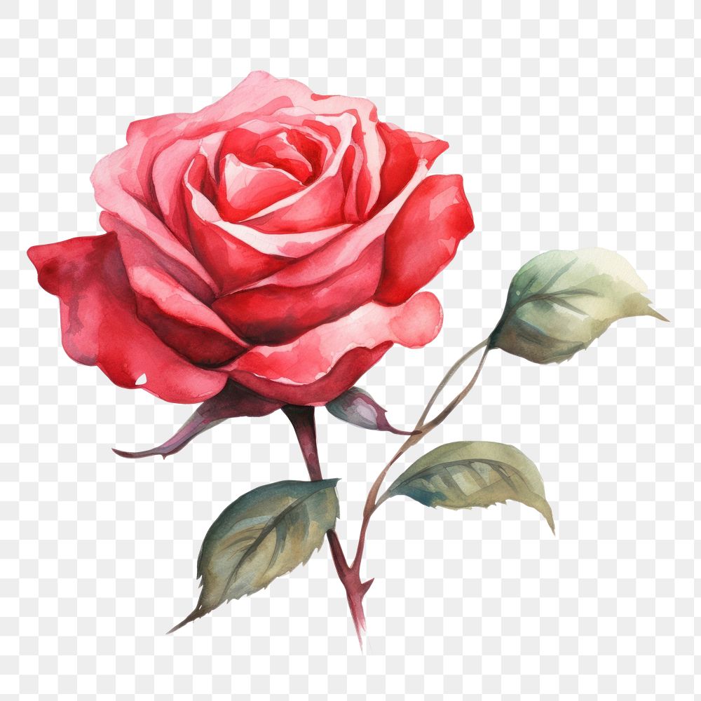 PNG Rose flower plant red. AI generated Image by rawpixel.