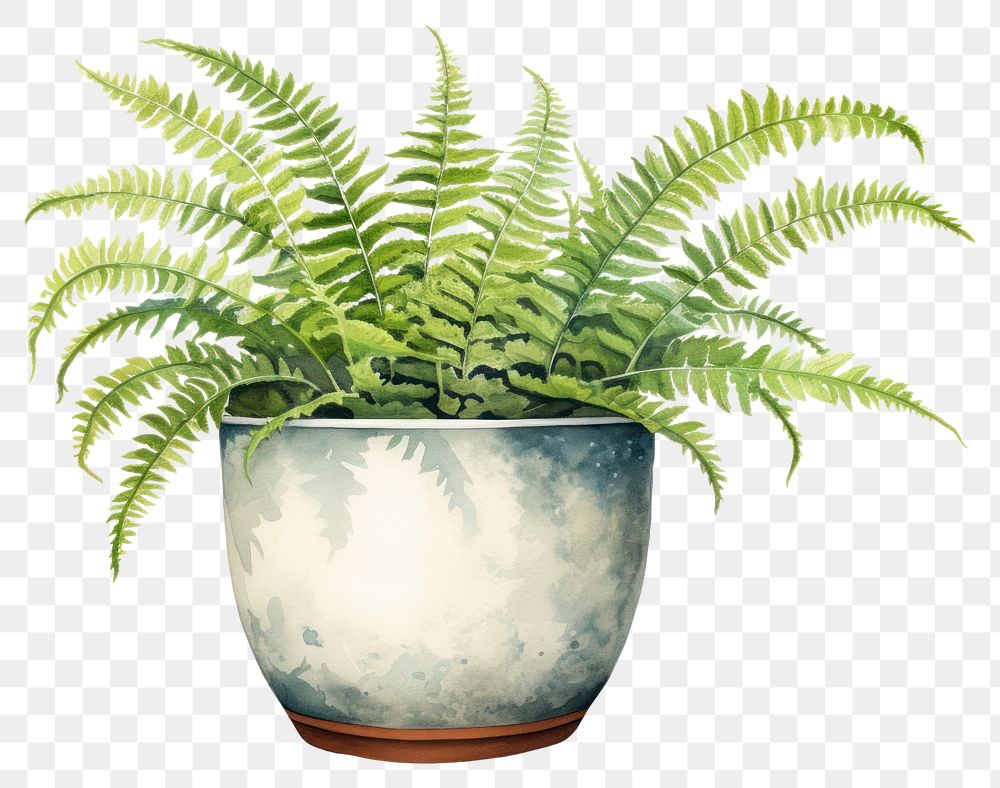 PNG Fern plant houseplant freshness. 