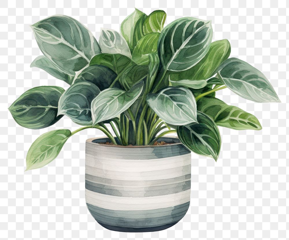 PNG Plant houseplant leaf vase. AI generated Image by rawpixel.
