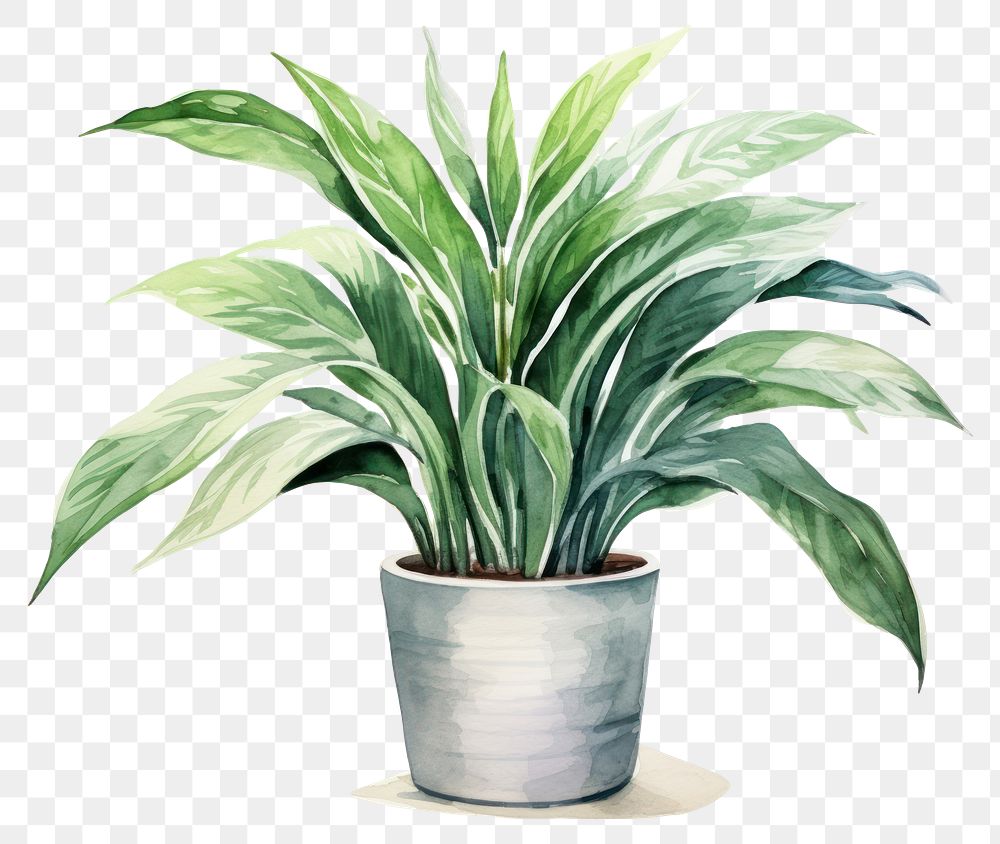 PNG Plant houseplant leaf freshness. AI generated Image by rawpixel.