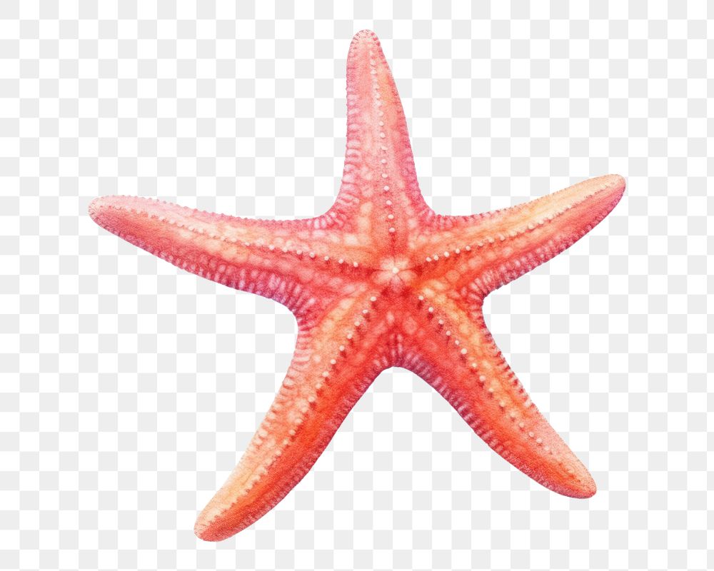 Starfish animal invertebrate echinoderm. 