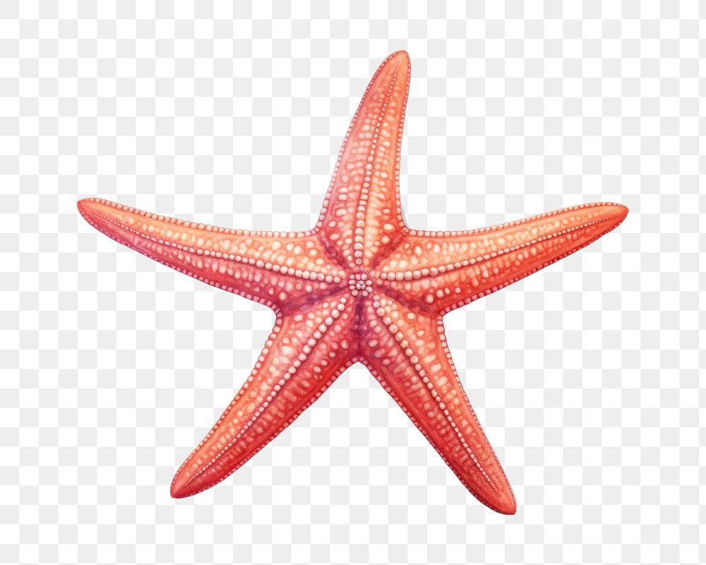 Starfish invertebrate echinoderm shellfish. 