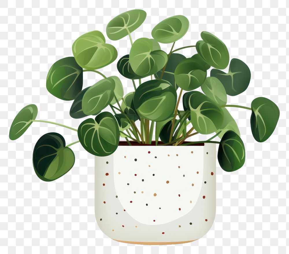 PNG Plant leaf houseplant freshness. 