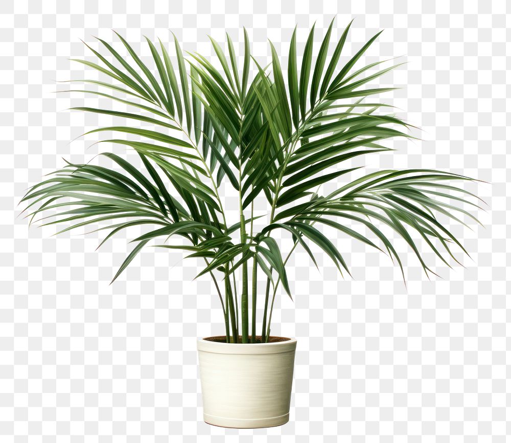 PNG Plant leaf tree houseplant. 