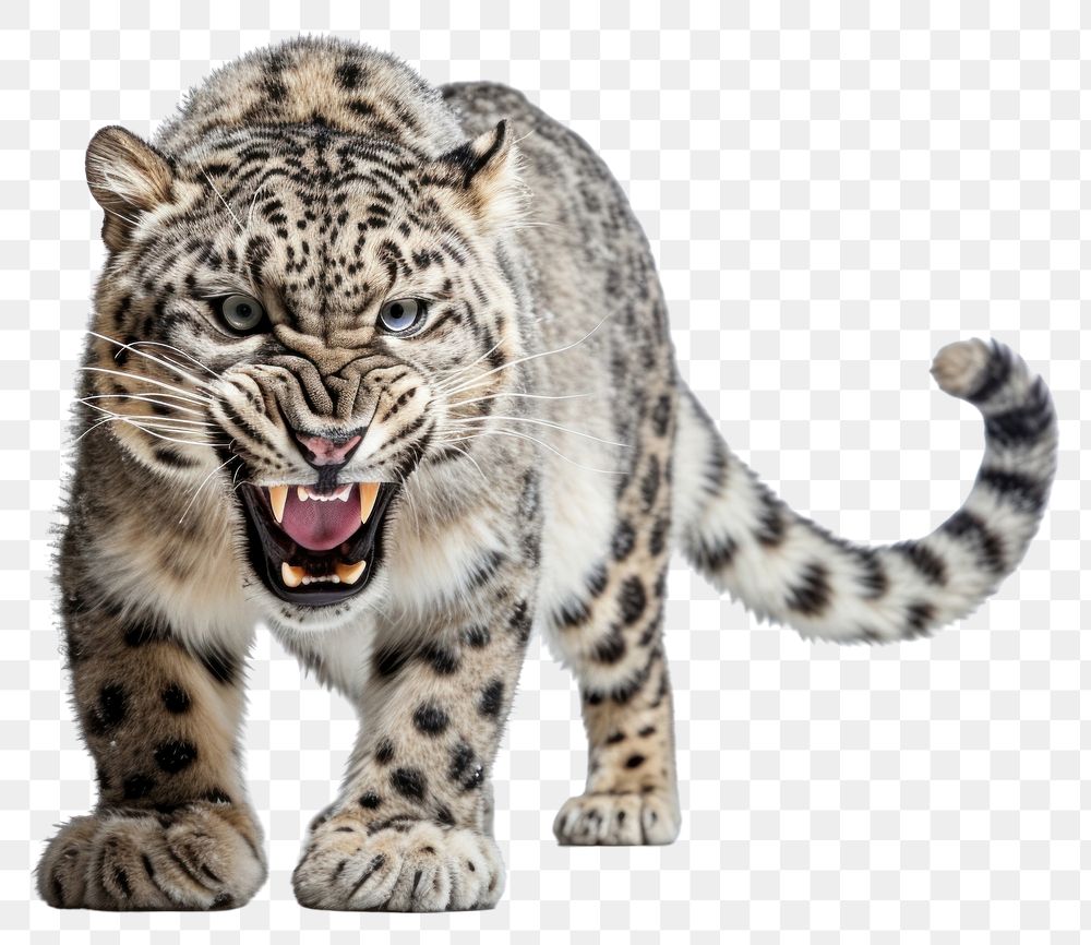 PNG Wildlife leopard animal mammal. 
