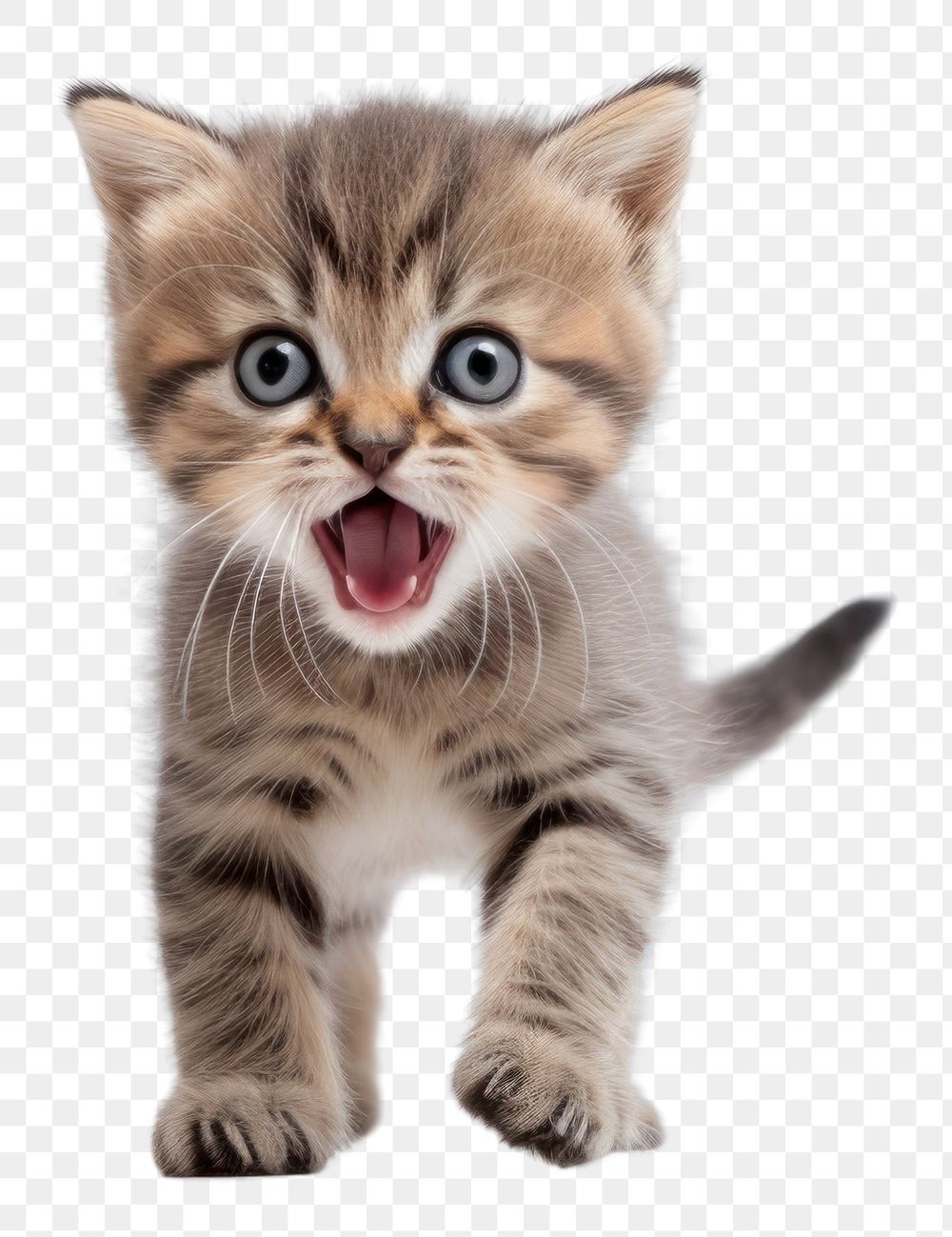 PNG Kitten mammal animal pet. AI generated Image by rawpixel.