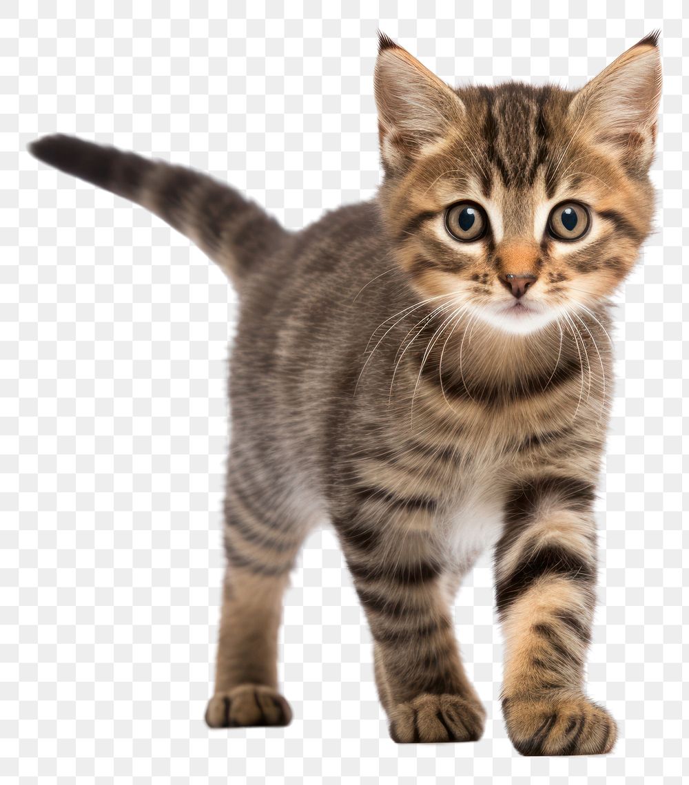 PNG Kitten standing animal mammal. 