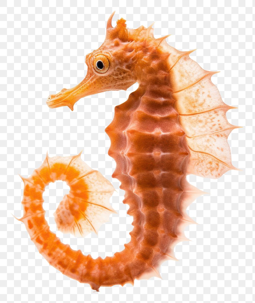 PNG Seahorse animal wildlife octopus. | Free PNG - rawpixel