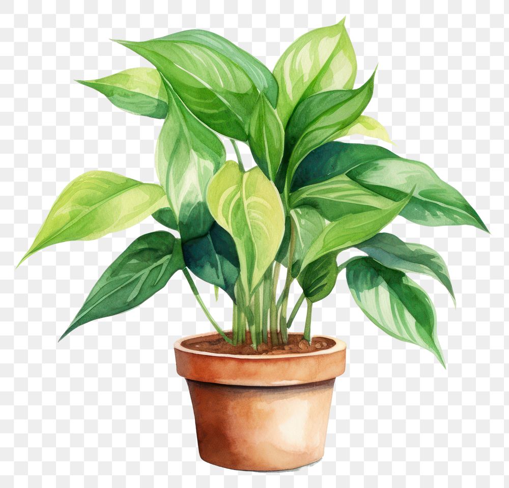 PNG Plant leaf potted plant creativity. AI generated Image by rawpixel.