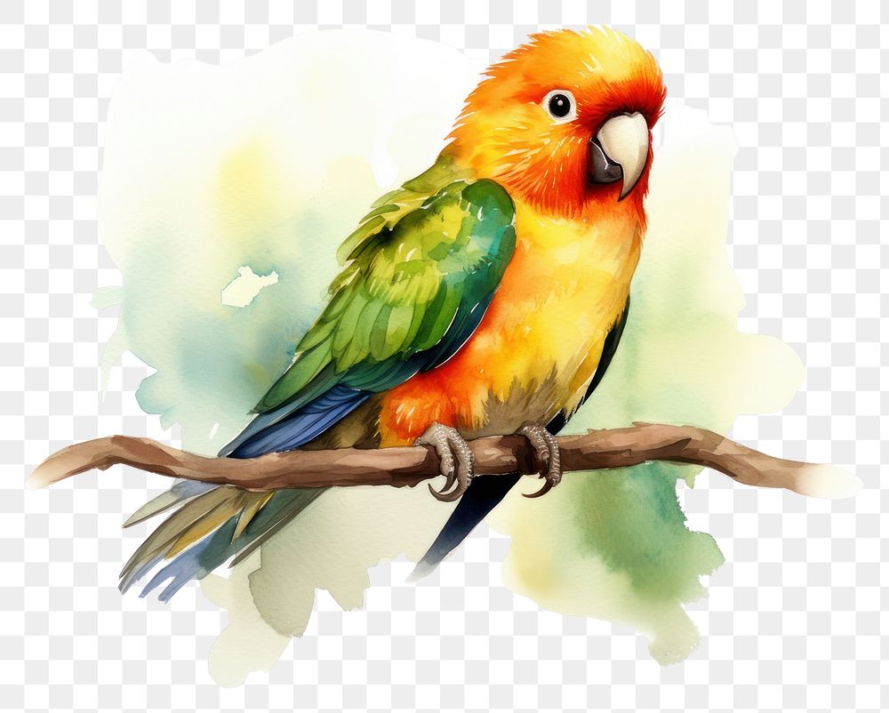 PNG Bird lovebird parrot animal. AI generated Image by rawpixel.