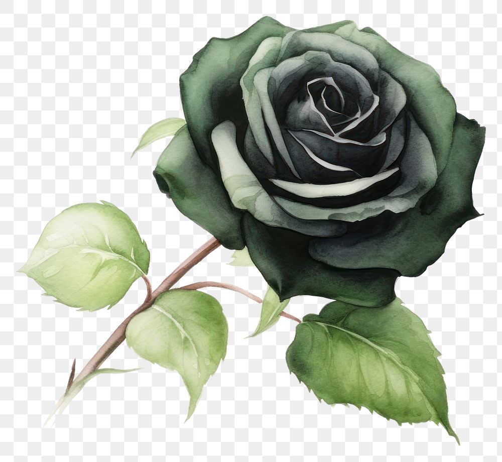 PNG Flower plant rose leaf. AI generated Image by rawpixel.