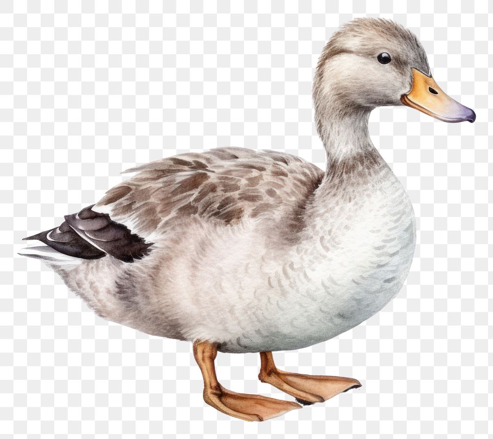 PNG Animal goose bird duck. AI generated Image by rawpixel.