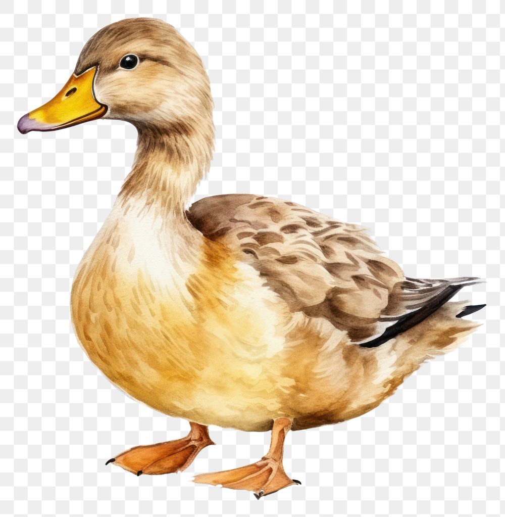 PNG Animal bird duck anseriformes. AI generated Image by rawpixel.