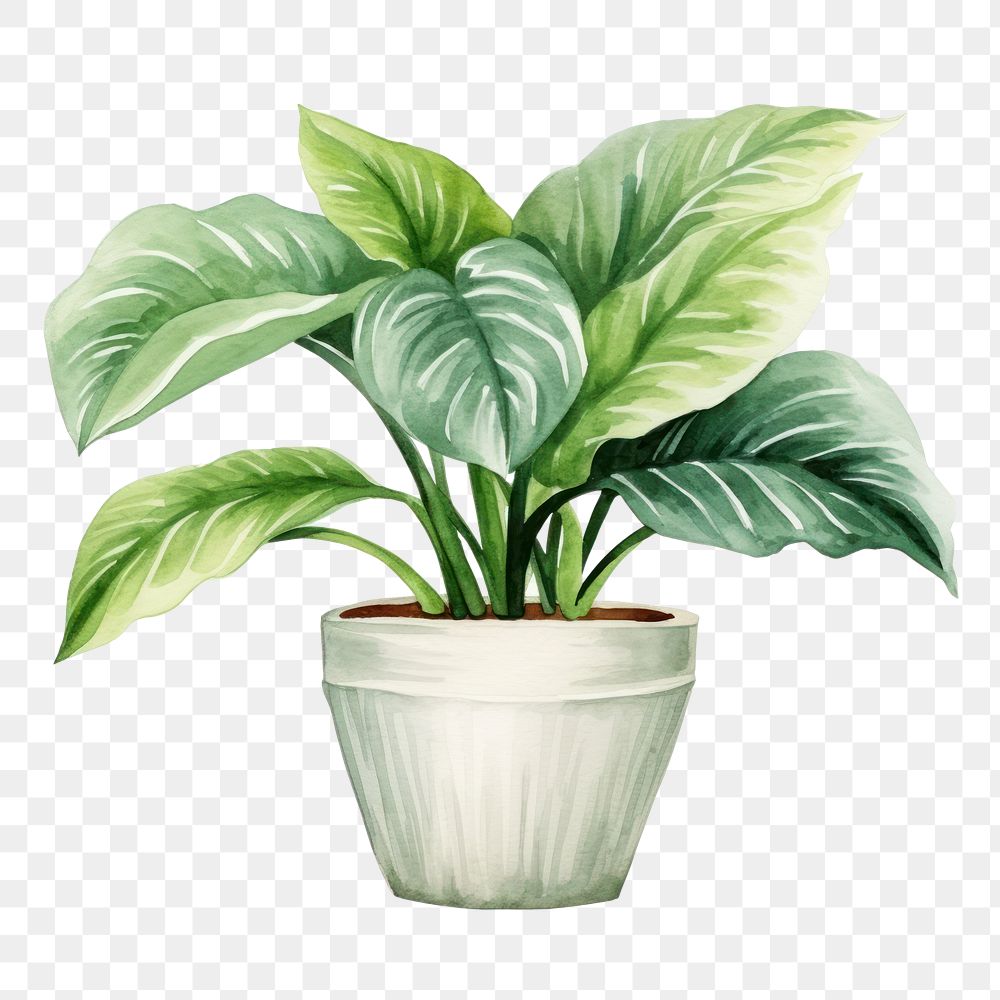 PNG Plant houseplant leaf vase. 