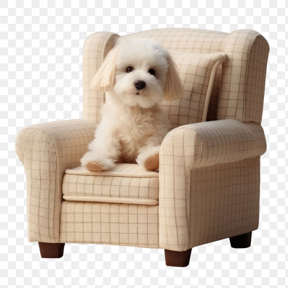 PNG Armchair dog furniture mammal. 