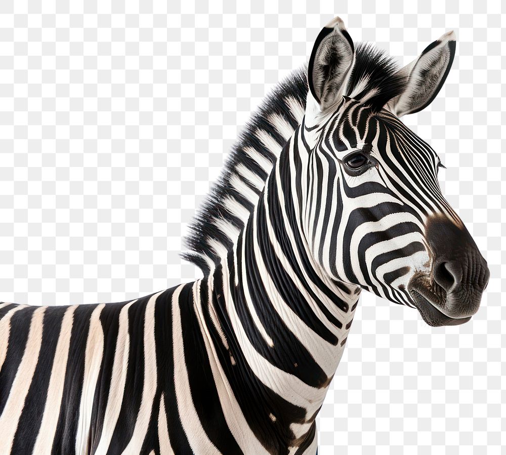 PNG Wildlife animal mammal zebra. AI generated Image by rawpixel.