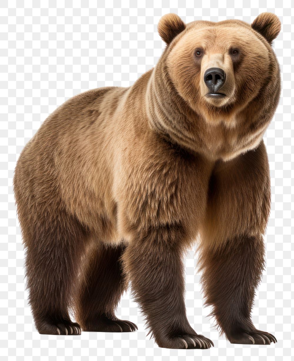 PNG Wildlife mammal animal bear. AI generated Image by rawpixel.