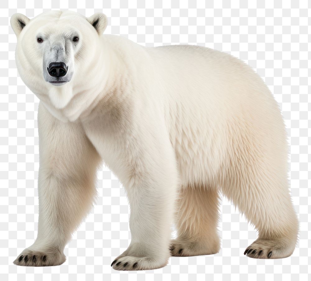 Premium AI Image  a polar bear with a sticker that says  polar bear .