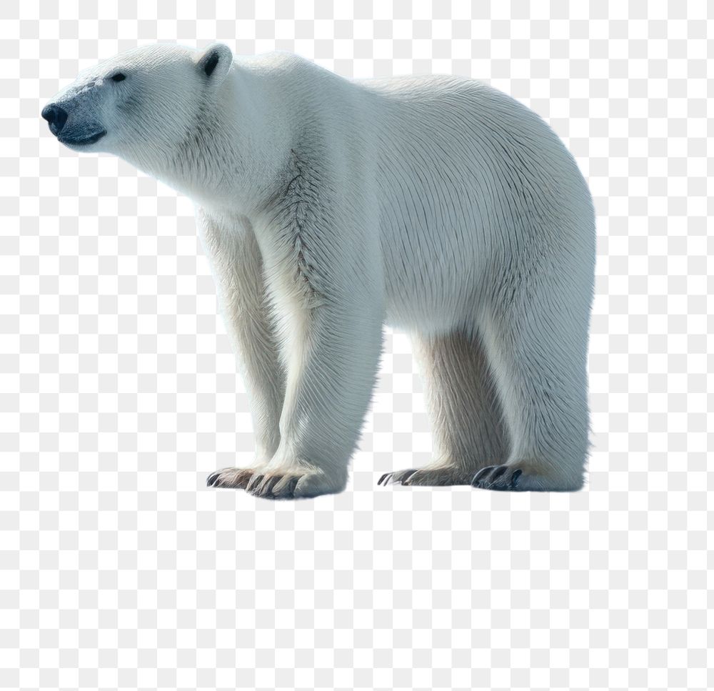 PNG Wildlife animal mammal bear. AI generated Image by rawpixel.