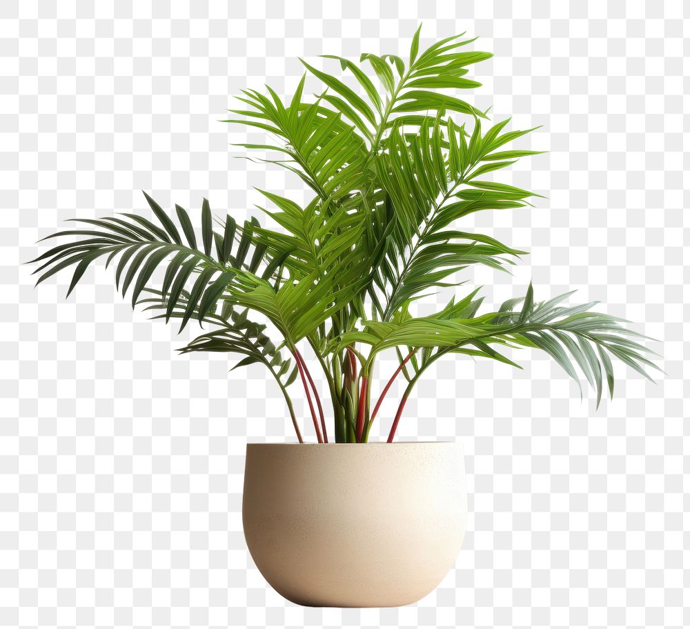 PNG Plant houseplant leaf vase.