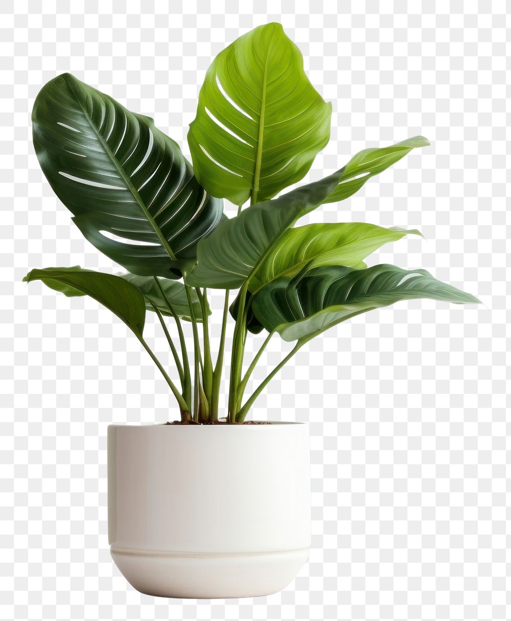 PNG Plant houseplant leaf vase. AI generated Image by rawpixel.