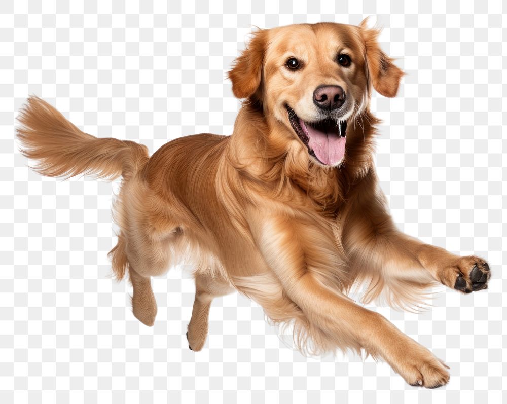 PNG Retriever mammal animal puppy. AI generated Image by rawpixel.