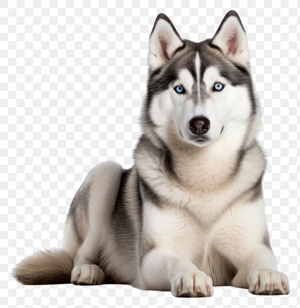 PNG Siberian Husky pet dog. 