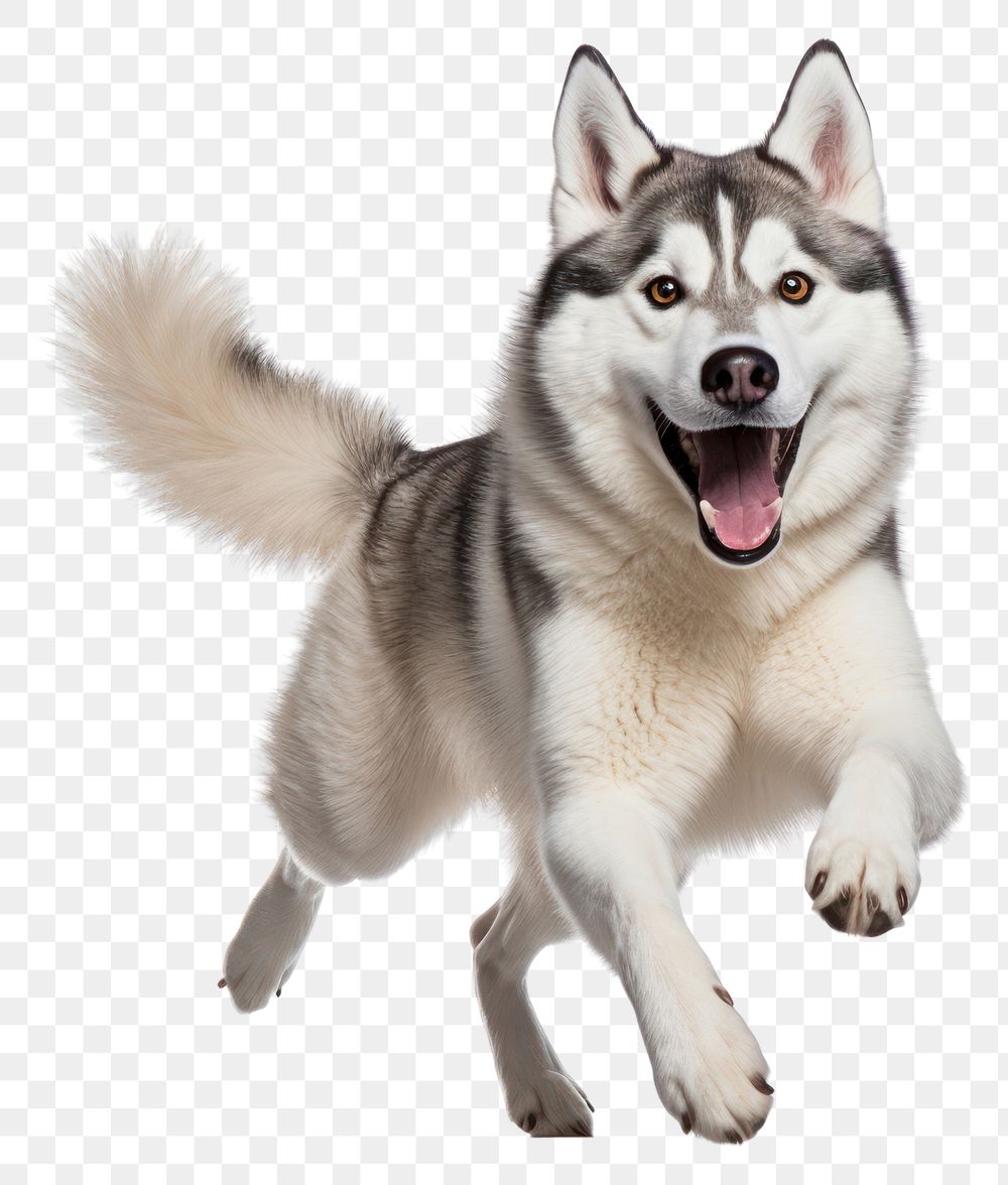 PNG Siberian Husky pet dog. 