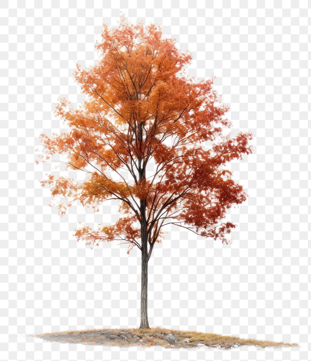 PNG Tree autumn plant maple. 