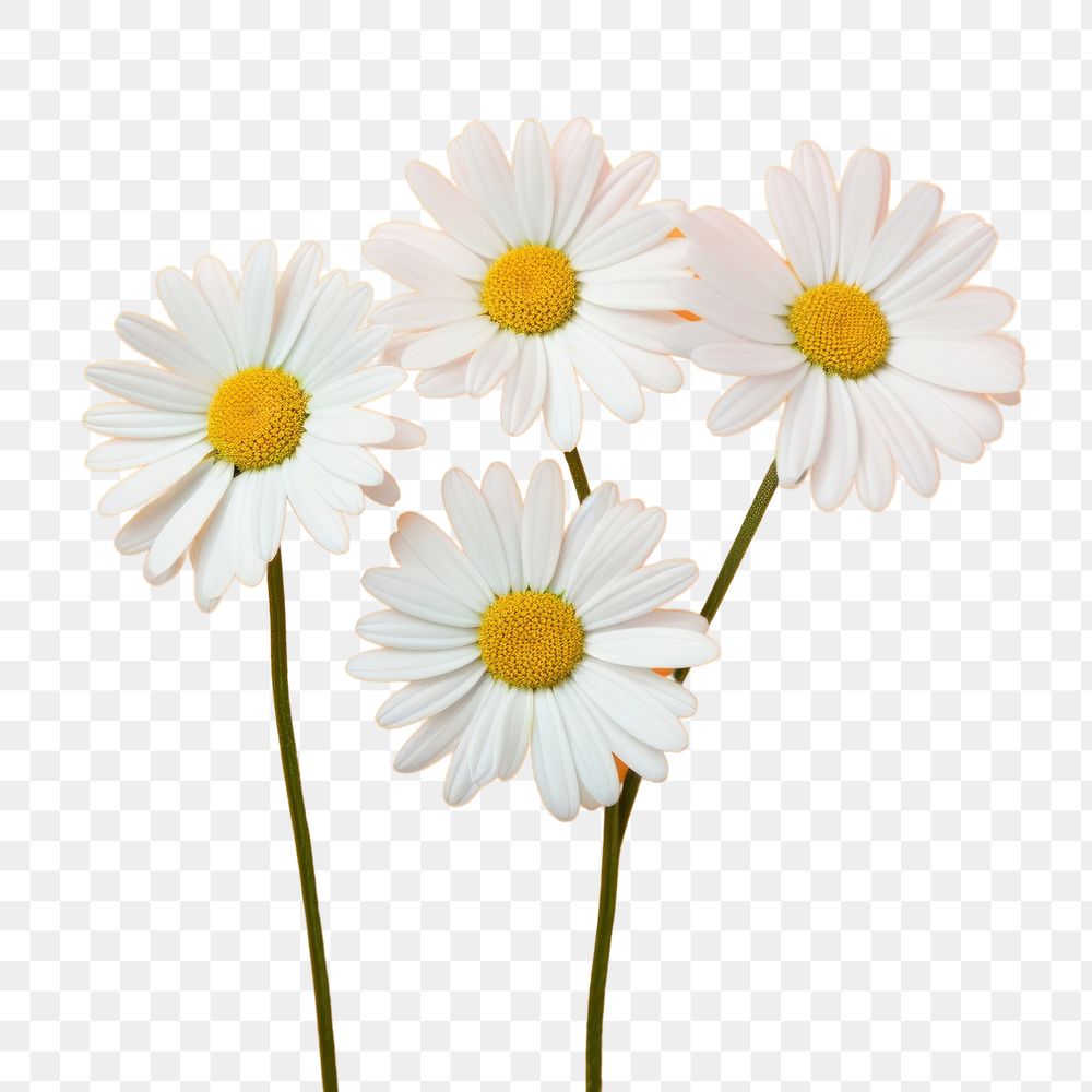 PNG Flower daisy plant inflorescence. AI generated Image by rawpixel.