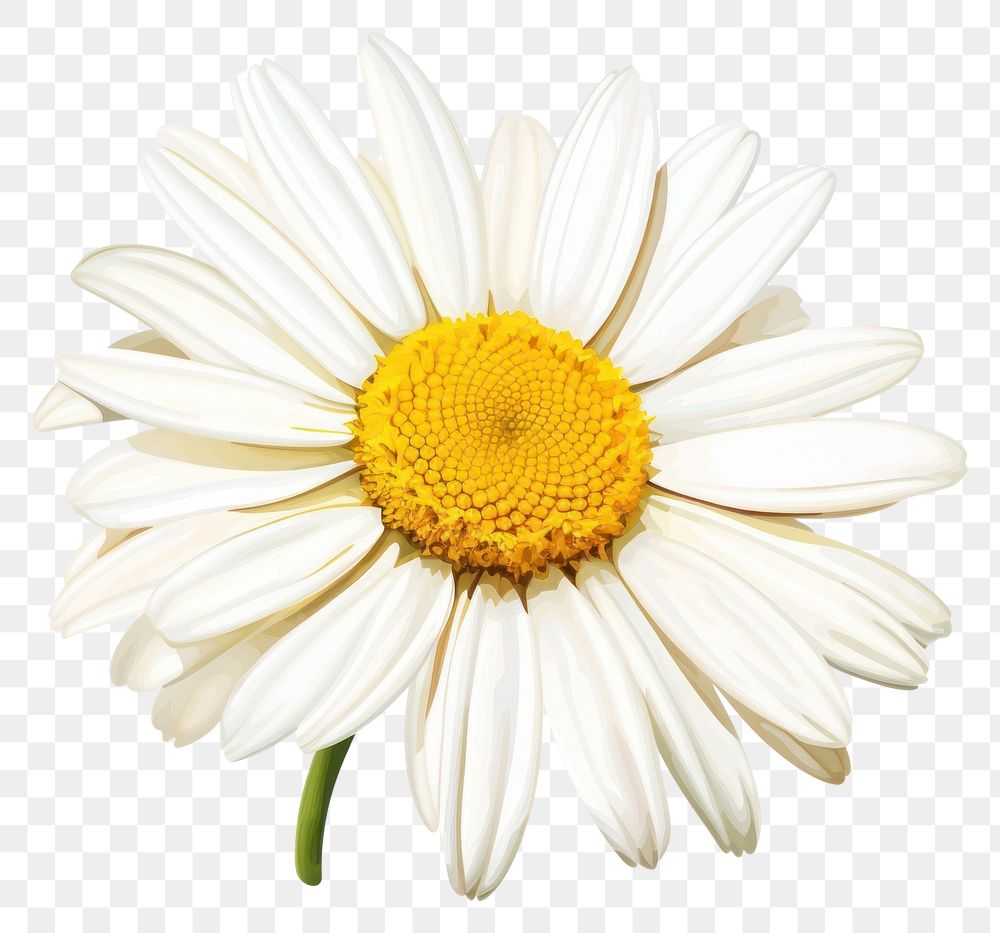 PNG Daisy flower petal plant. AI generated Image by rawpixel.