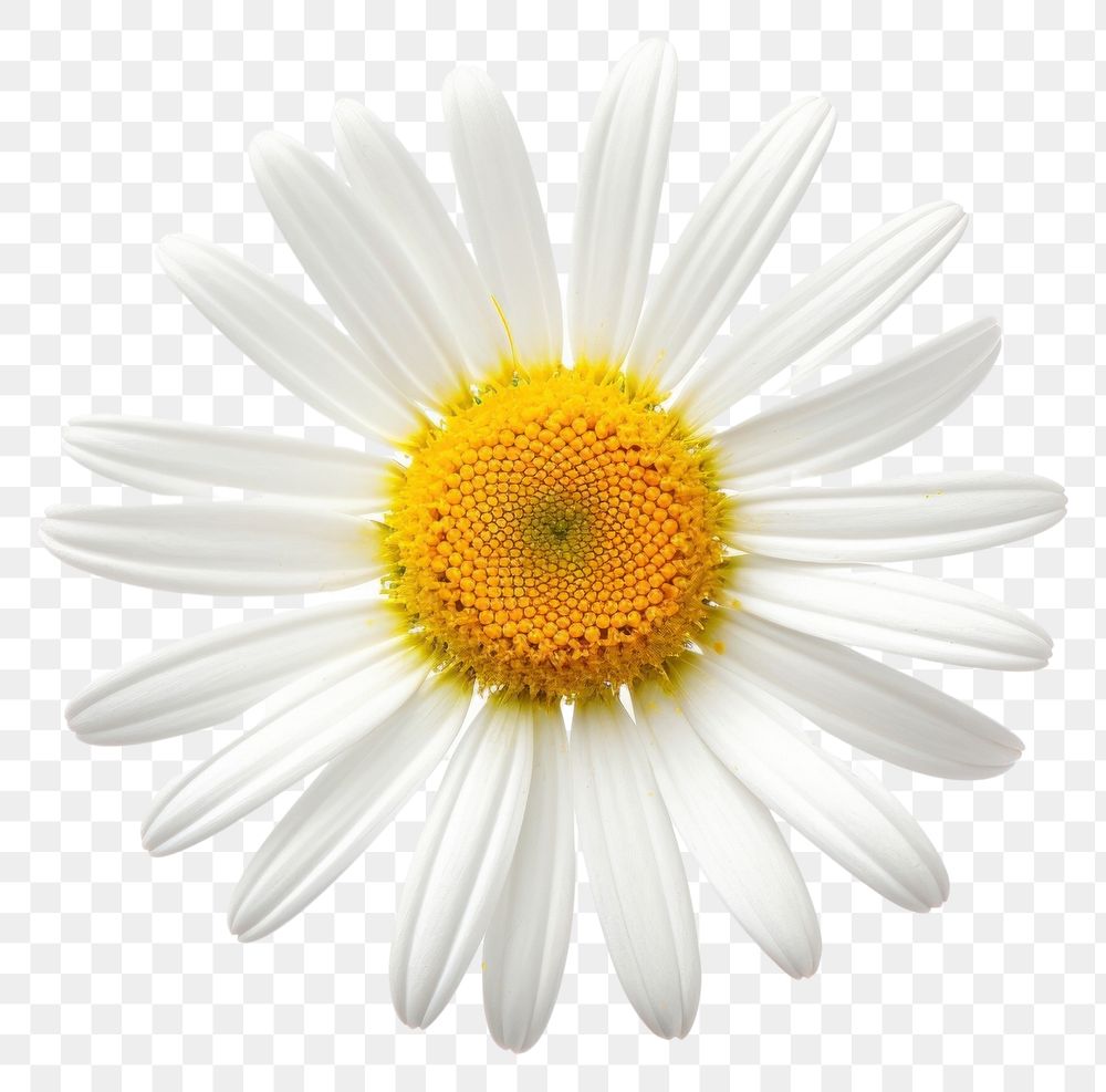 PNG Daisy flower petal plant. AI generated Image by rawpixel.