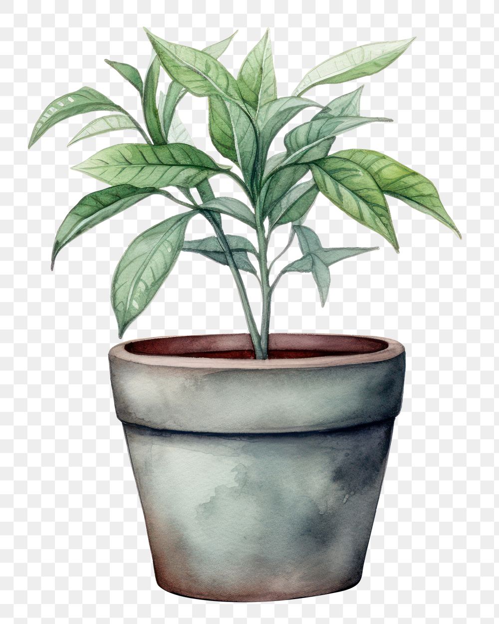 PNG Plant vase leaf houseplant. 